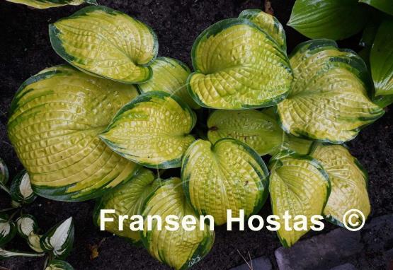 Hosta Dick Ward